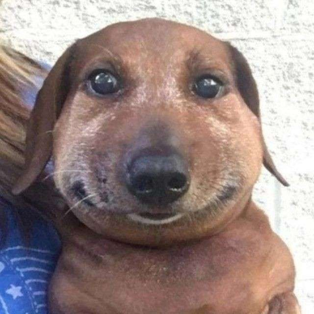 Звук