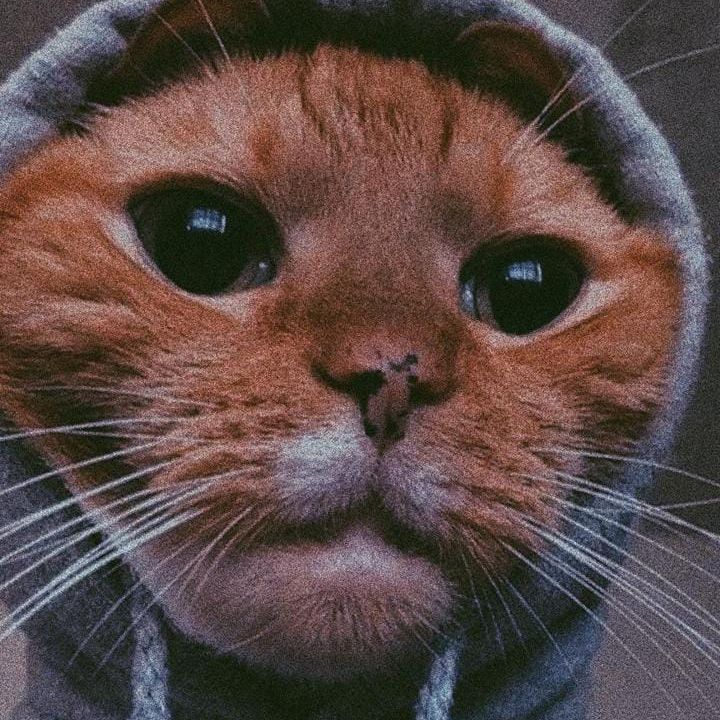 Звук