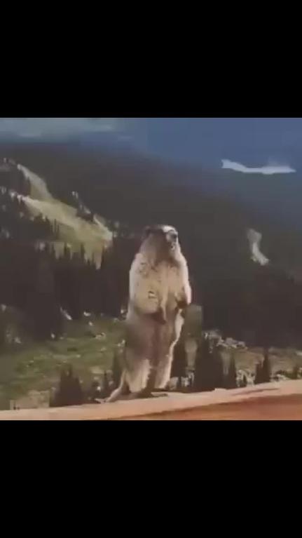 Бобер кричит на горе видео